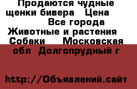 Продаются чудные щенки бивера › Цена ­ 25 000 - Все города Животные и растения » Собаки   . Московская обл.,Долгопрудный г.